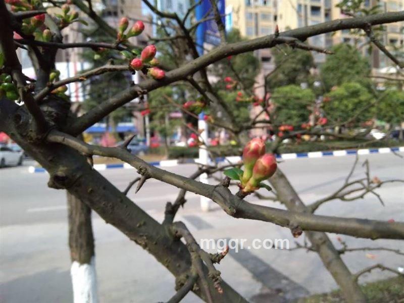 情场无兵刀的头像