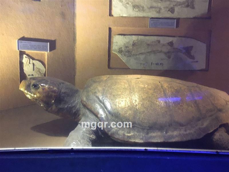 雨过天青的头像