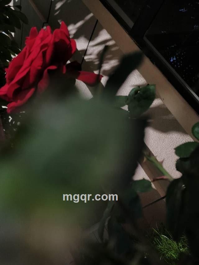 郭英俊的头像