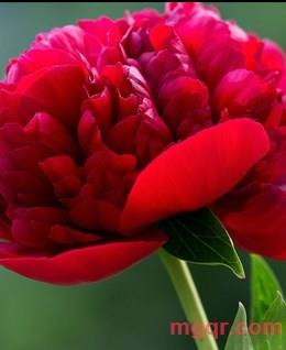 wo寂寞人士的头像