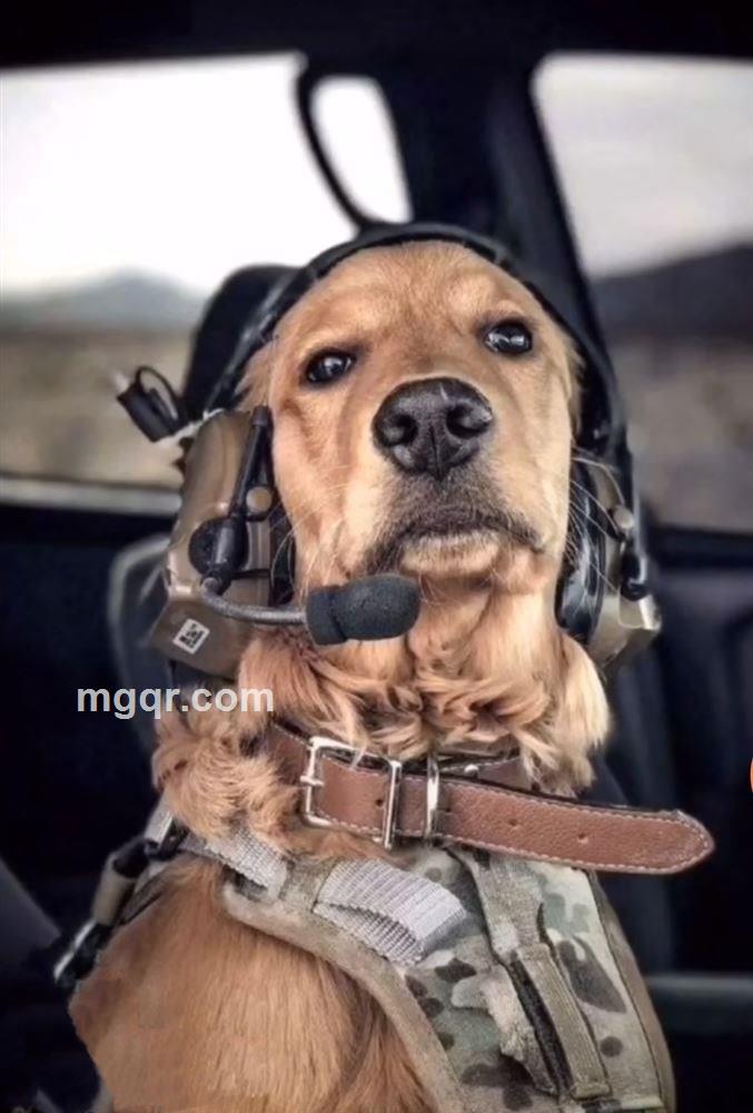 雀儿比腿长的头像