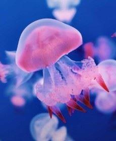 深海不见鲸而深夜想你