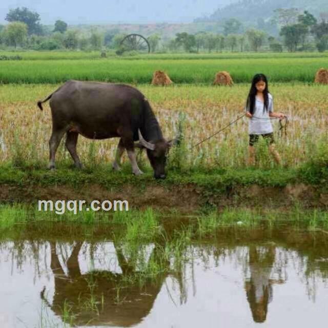 真诚相待的头像