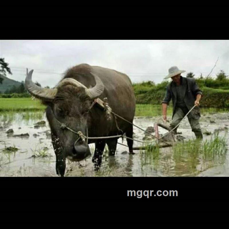 笑傲江湖的头像