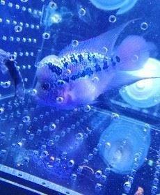 薇：kk陆九零妖的头像