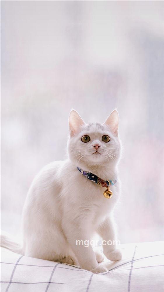 小糊涂香的头像