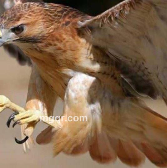 笑看江湖的头像