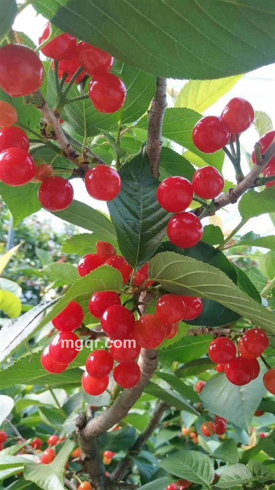 树洞先生的头像