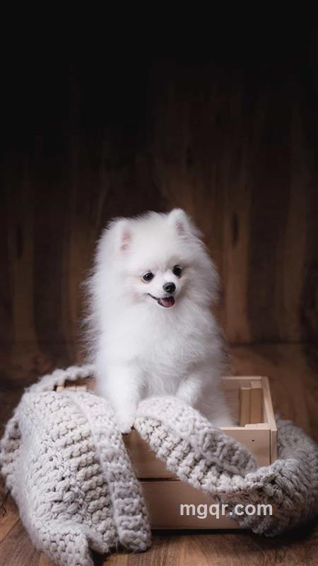 攻受简被的头像