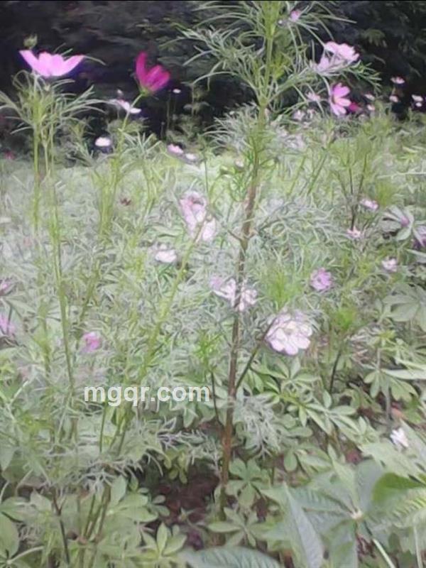 遇见就是缘的头像