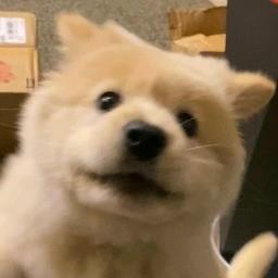 义义义义的头像