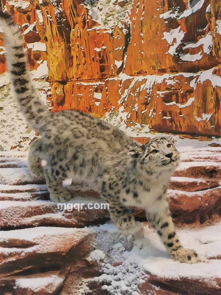 jintaozi123的头像