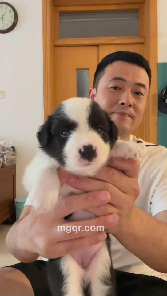 红色五角星的指引的头像