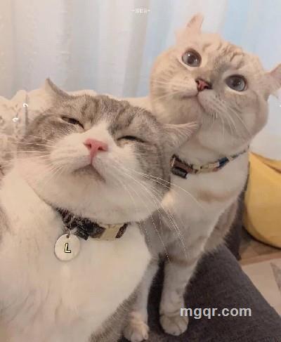 可乐鸡翅的头像