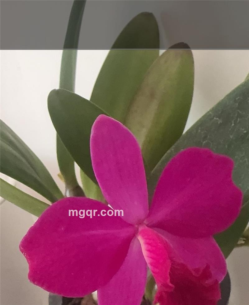 幸运女人的头像