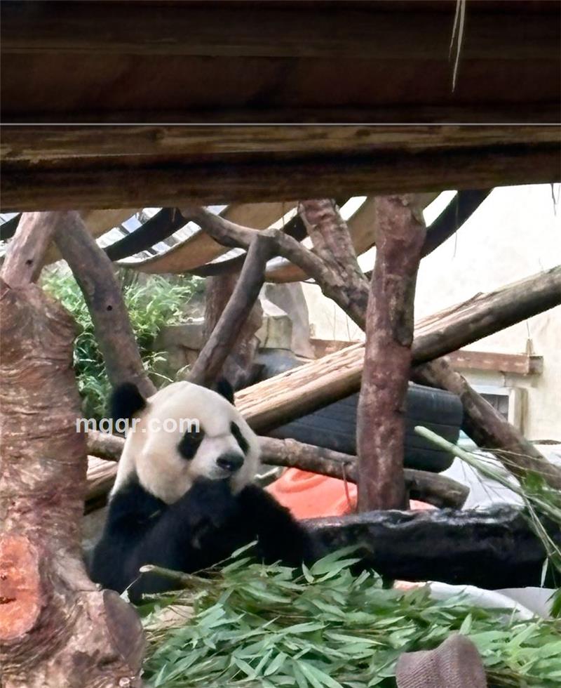 安妮的头像