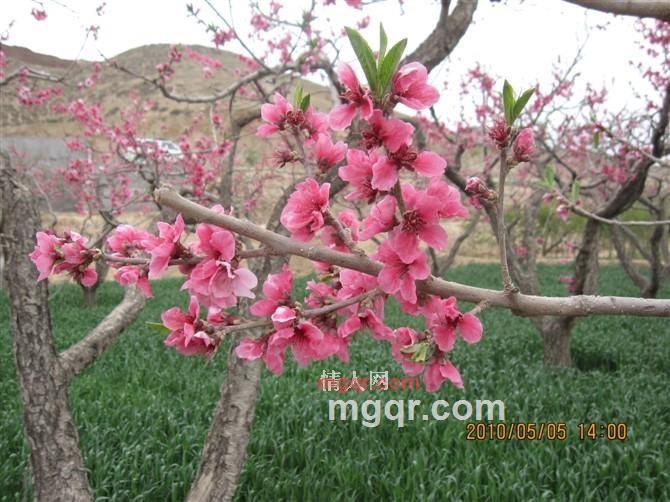 万事如意的第4张照片