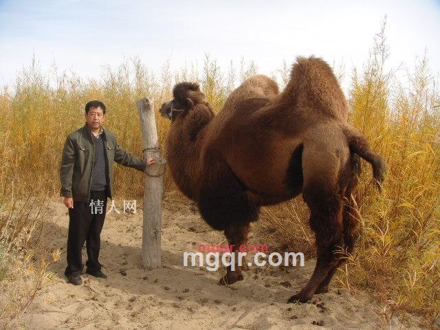 万事如意的第1张照片