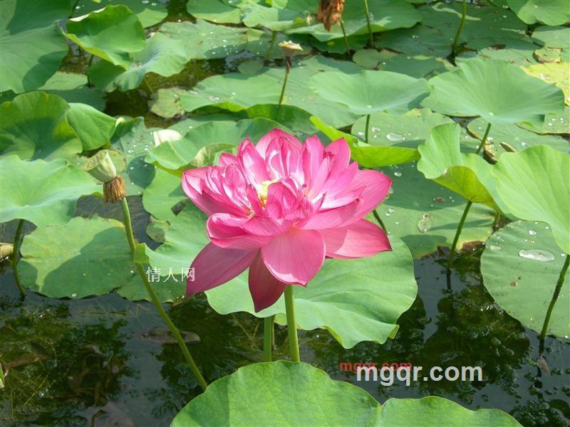 乌龙茶的第4张照片