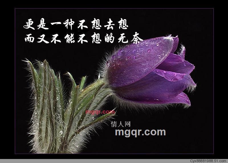 承受着孤独的第8张照片