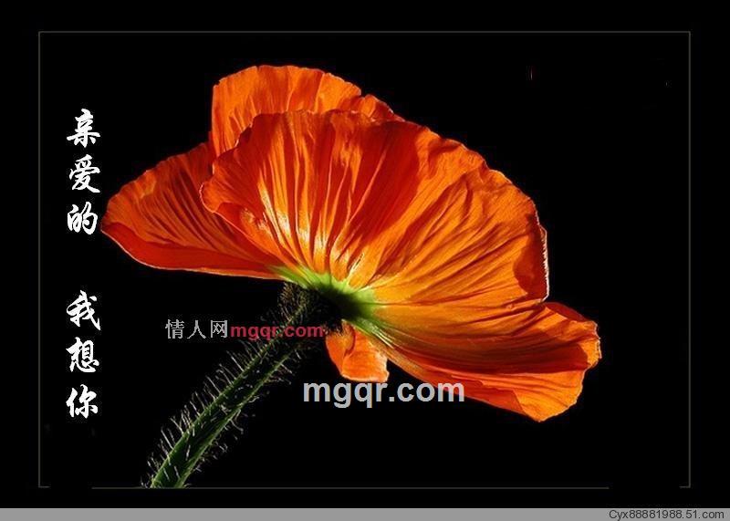 承受着孤独的第2张照片