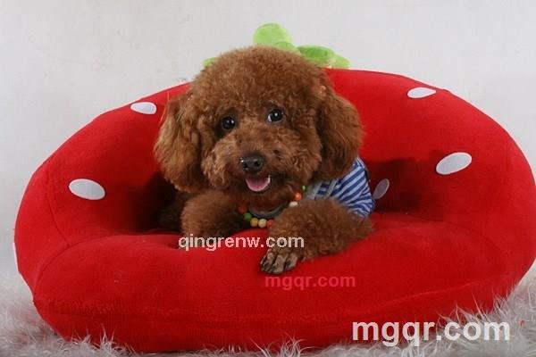 爱及生灵的第6张照片