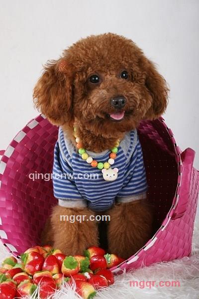 爱及生灵的第5张照片