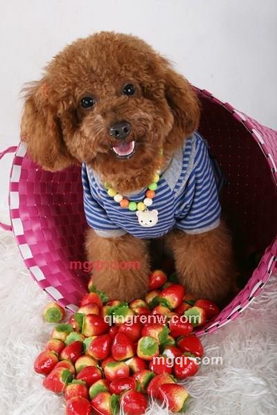 爱及生灵的第4张照片