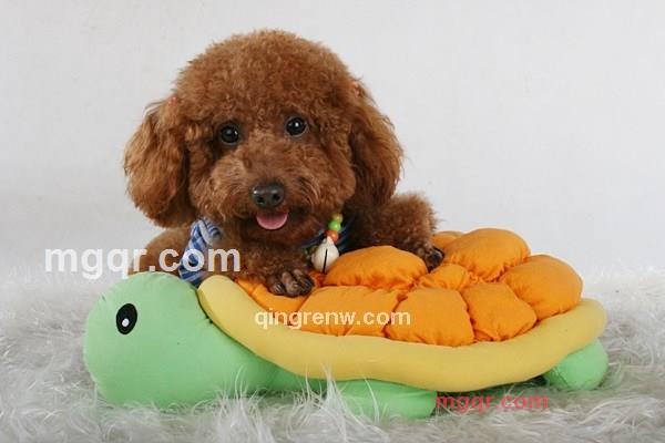 爱及生灵的第3张照片