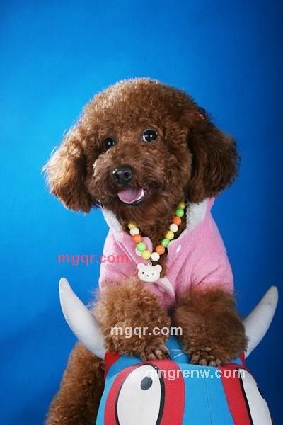 爱及生灵的第2张照片