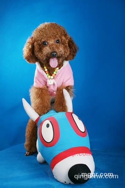 爱及生灵的第1张照片