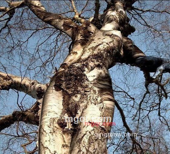 x0613的第8张照片