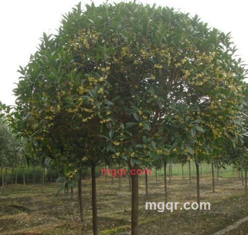 翻倍增长的第6张照片