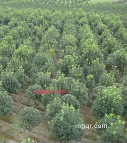翻倍增长的第4张照片