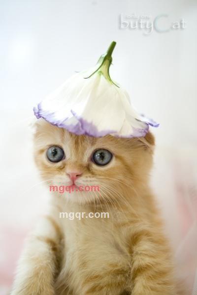 宝Anegal贝的第2张照片