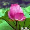 飘渺低调的第3张照片