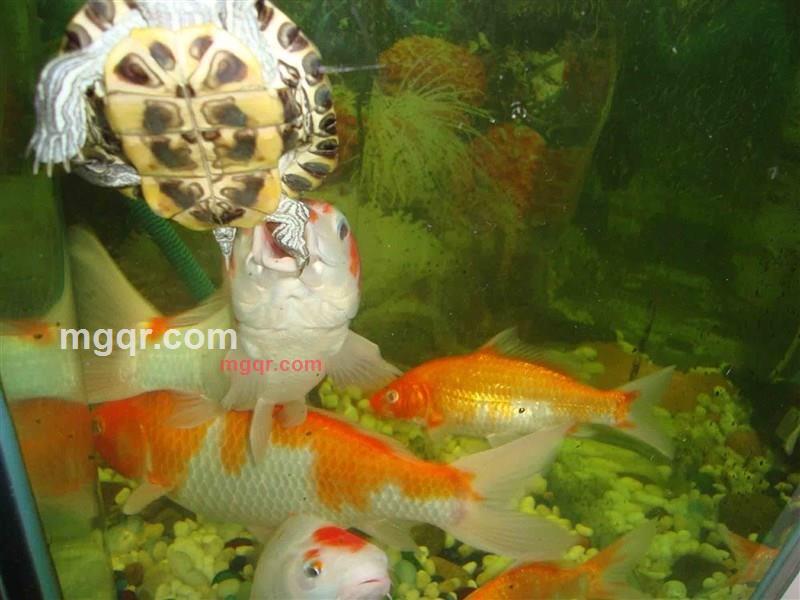 高山流水(虎门)的第3张照片