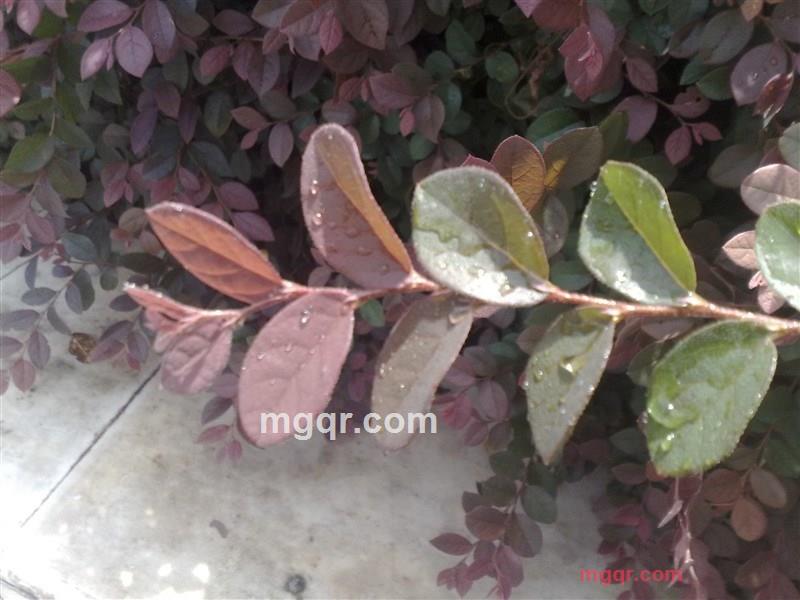 你我的情的第2张照片