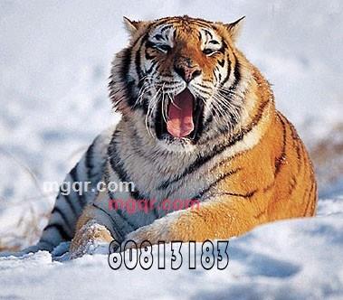 lffranklin的第1张照片