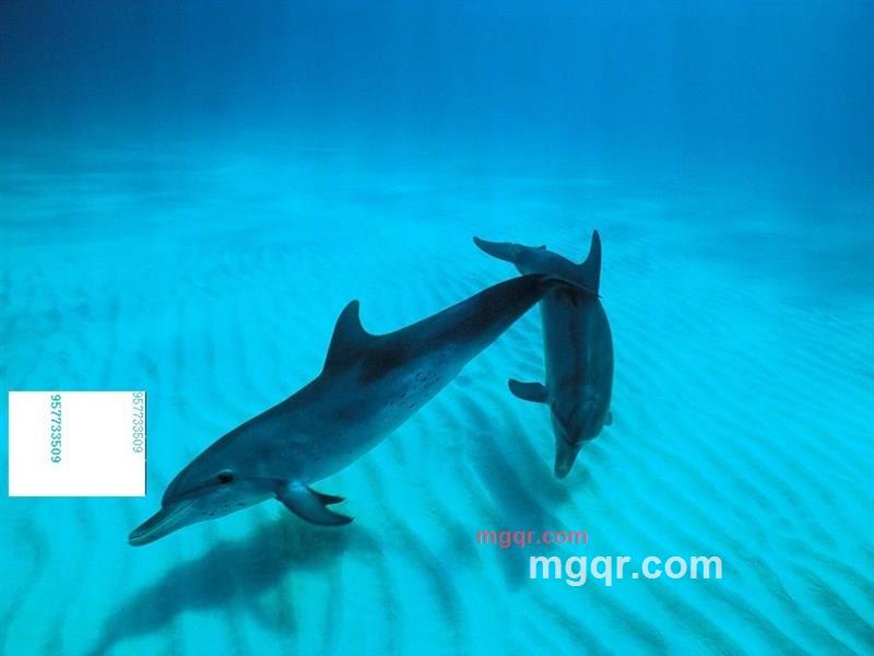 cshidiy的第1张照片