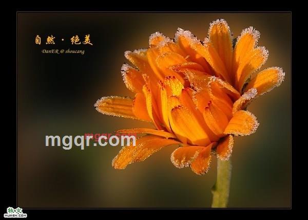 因♀果的第4张照片