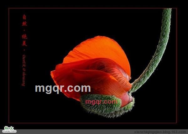 因♀果的第3张照片