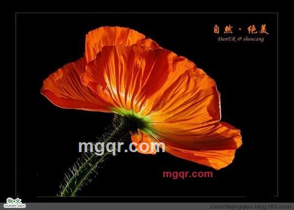 因♀果的第2张照片