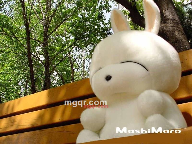 猫咪宝贝的第1张照片