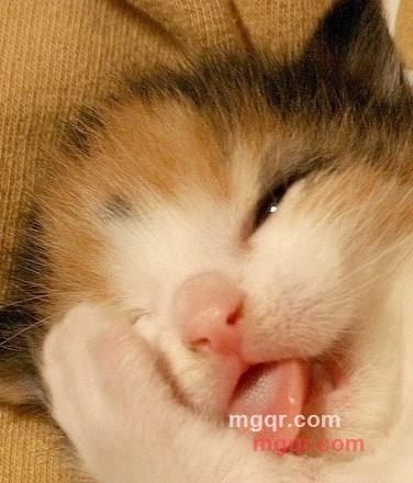 猫咪宝贝的第4张照片