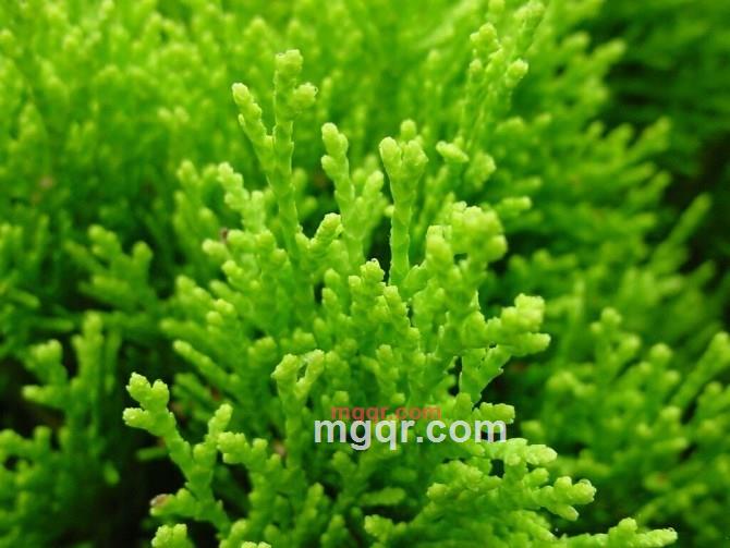 寻诸城女士做情人的第1张照片