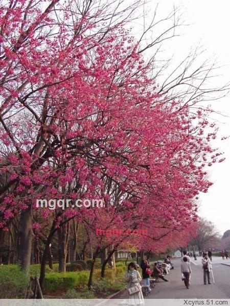 月下迷蝶的第8张照片