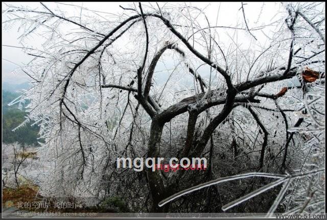 说话的狼的第6张照片