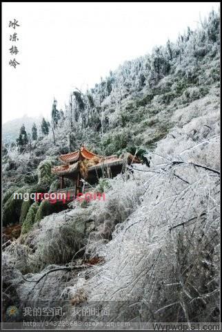 说话的狼的第4张照片