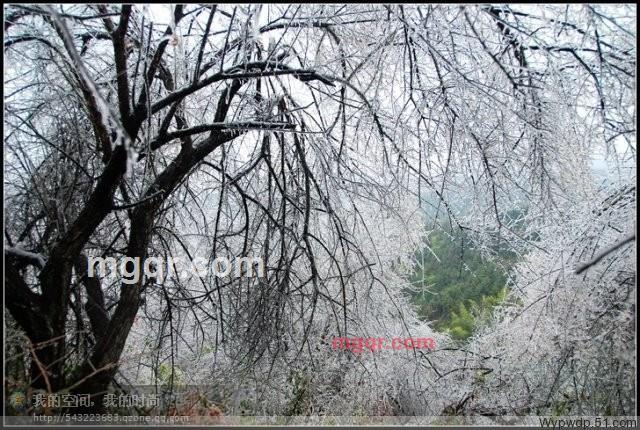 说话的狼的第3张照片